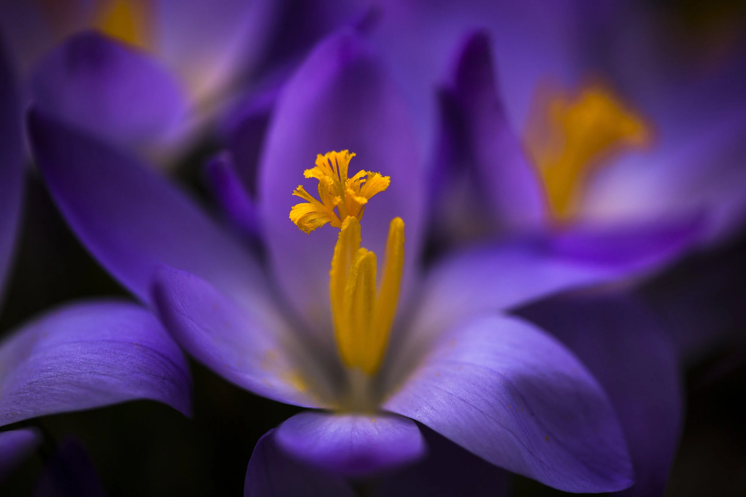 Crocus 