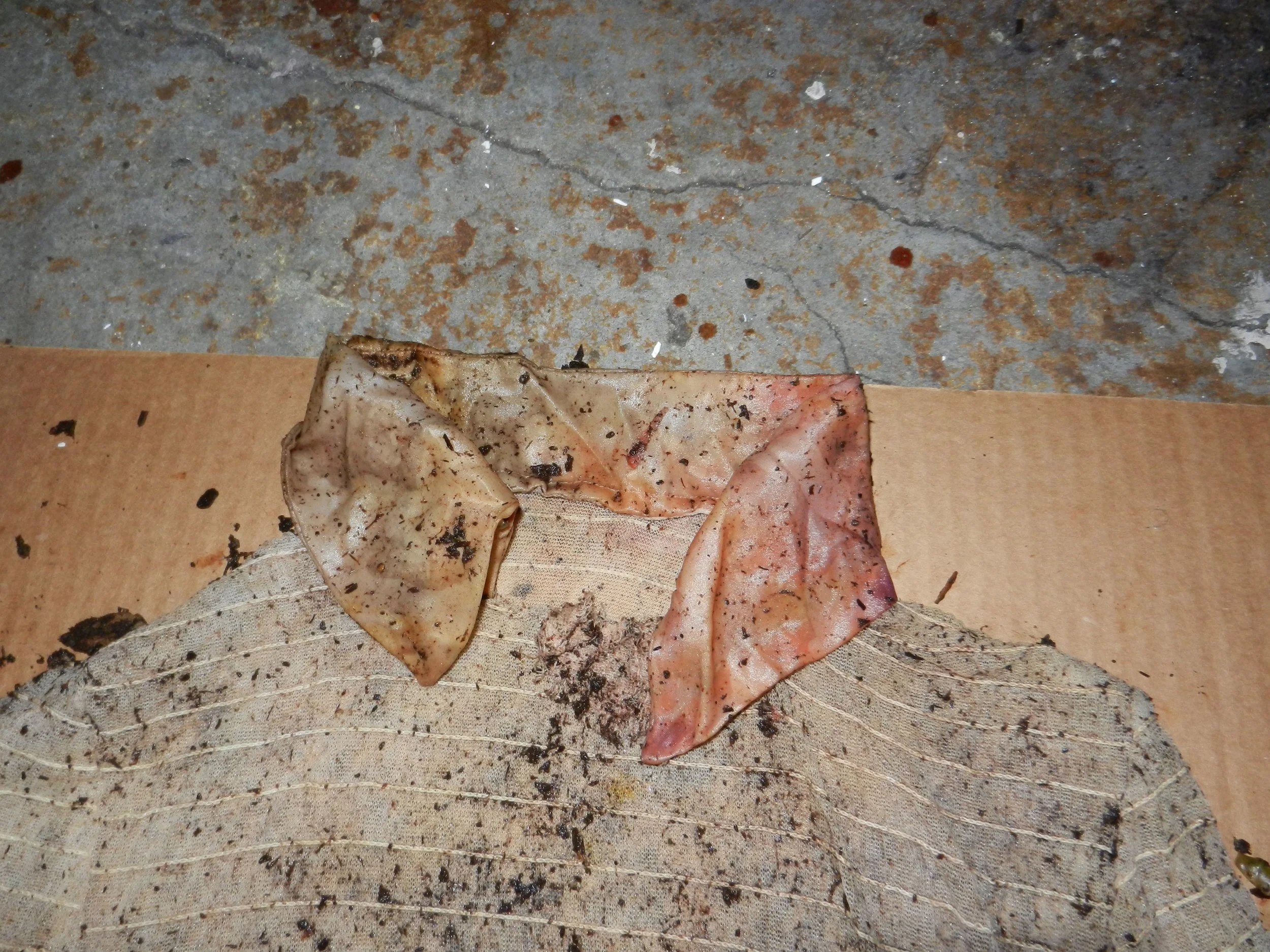 DSCN4275.jpg