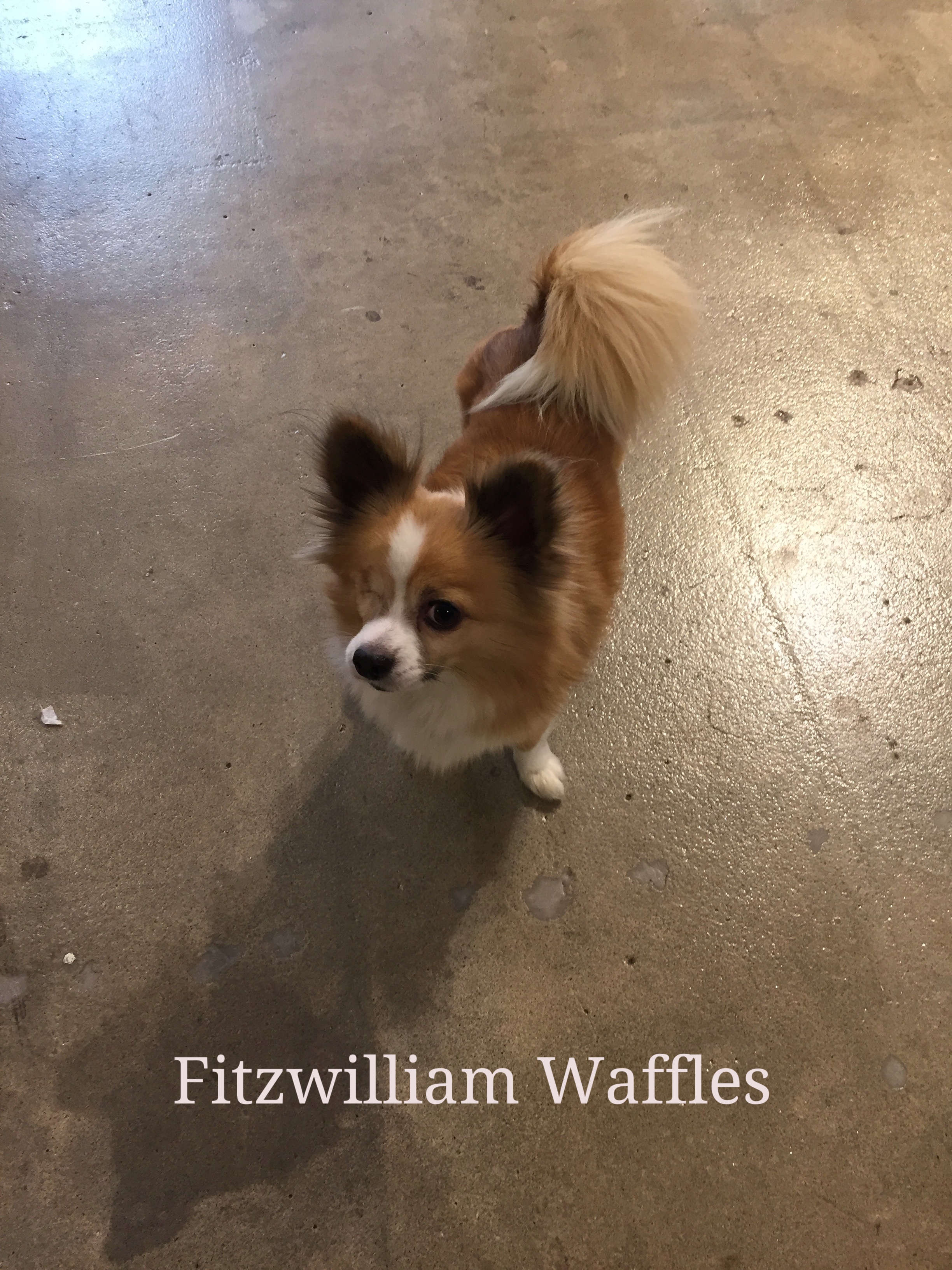 RB Fitzwilliam Waffles.jpg