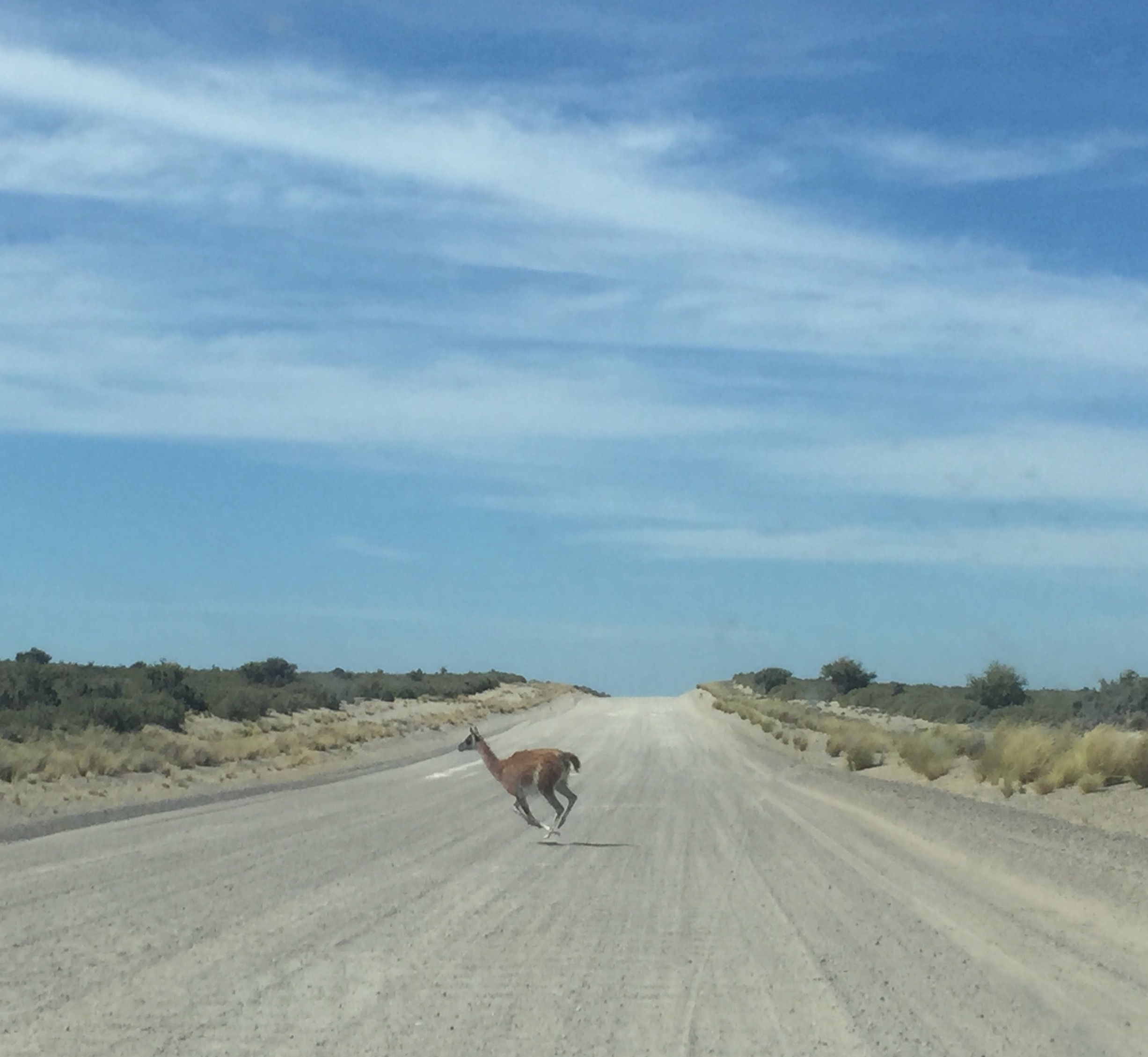  Stop! Guanaco crossing 