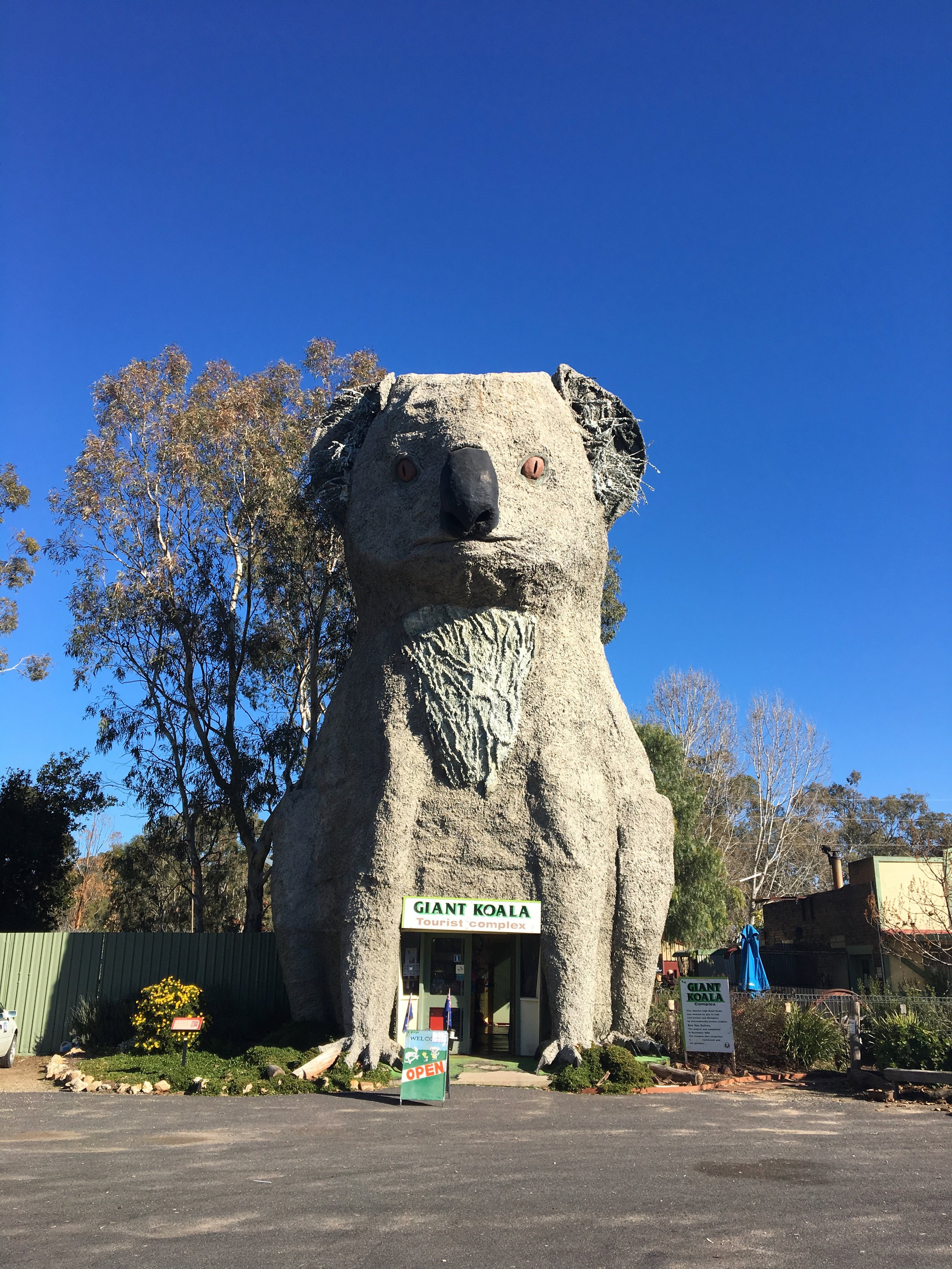 The Giant Koala