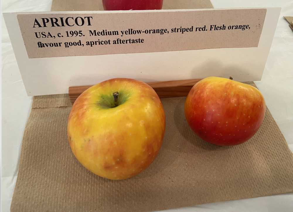 Applefest 2023 apricot.png