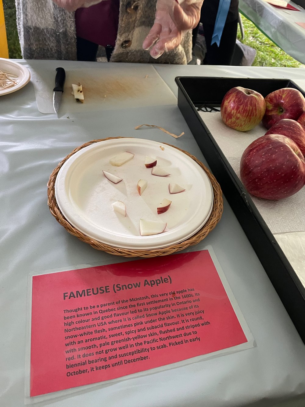  The Fameuse or Snow Apple, with white flesh and deep red skin. Small pieces of this apple sit on a plate next to a few whole apples and an information card about the apple 