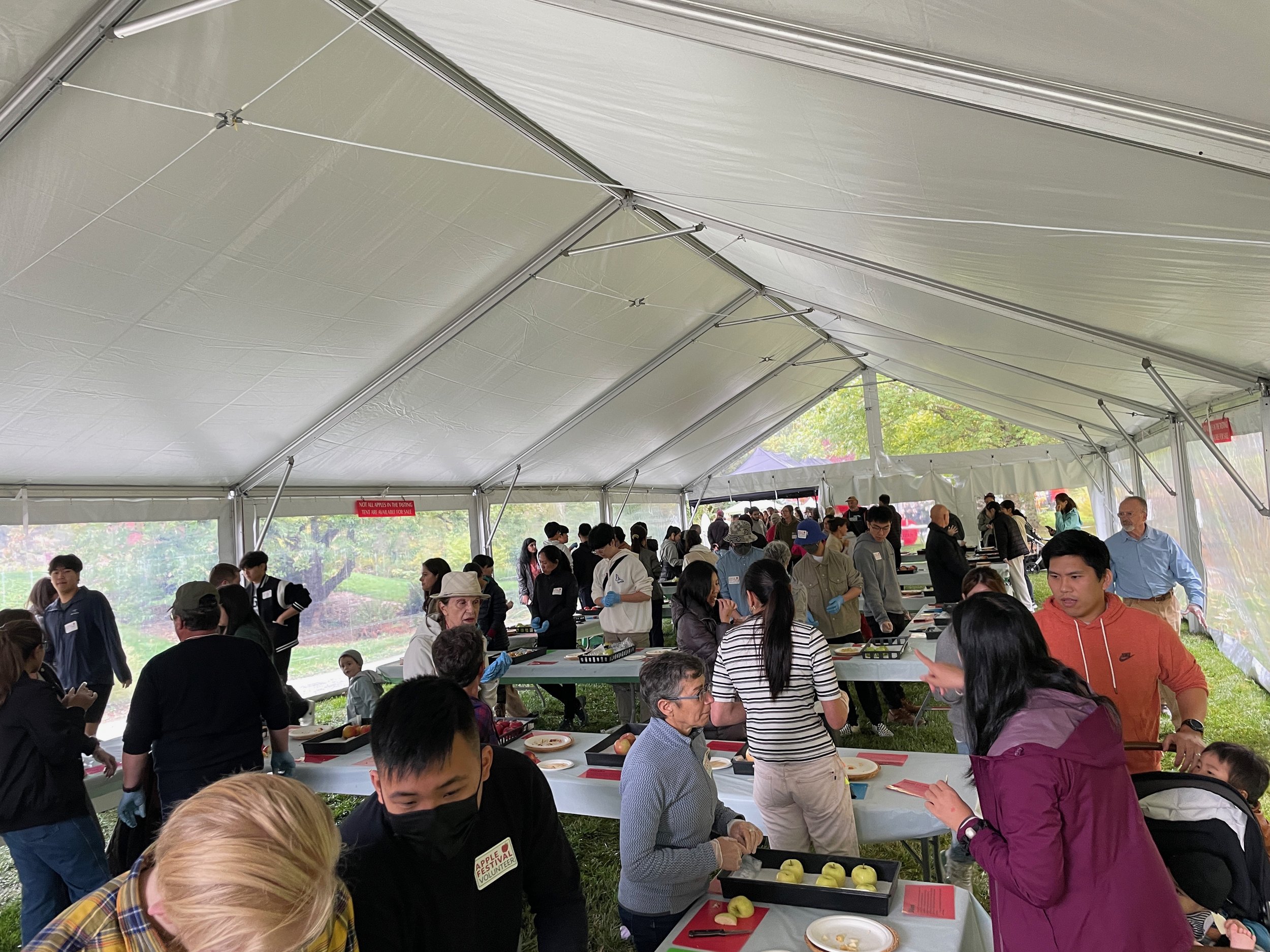  the apple festival tasting tent, full of people eating small cubes of many varietals of apples 