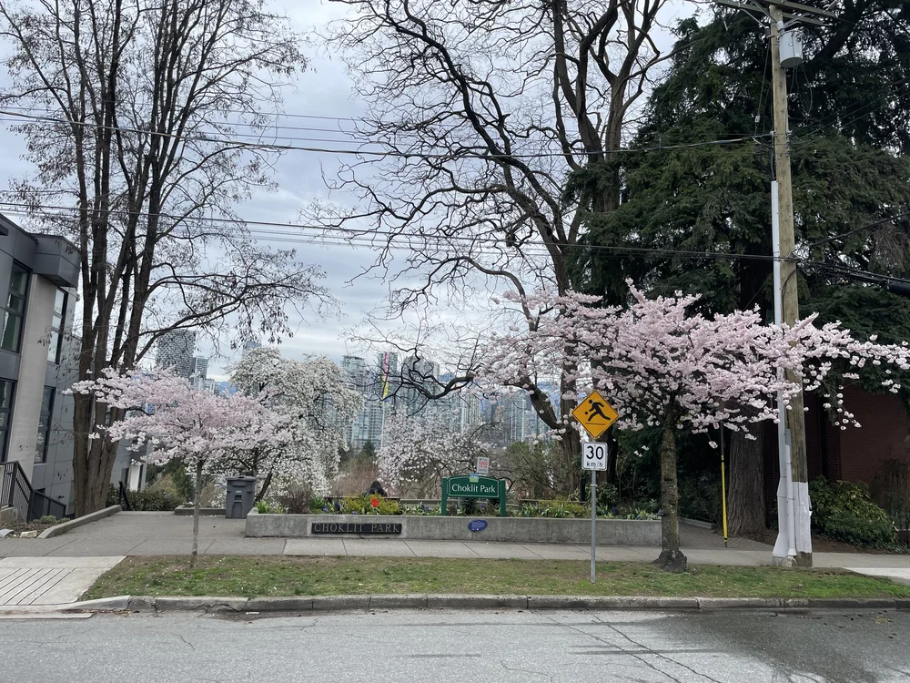   Choklit Park : the top end of the park, with two different signs bearing the park’s name, surrounded by trees covered in pink blossom.  Behind the trees is a view of the tall silvery buildings of downtown Vancouver. 