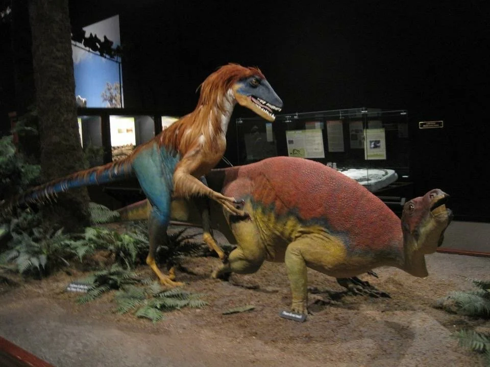  This, in the Museum of the Rockies in Bozeman, Montana, is the first time I saw dinosaurs represented as brightly coloured and with feathers/hair. And also...humping?? 