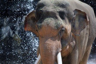 Billy the elephant at Los Angeles Zoo by David Achilles / unsplash.com