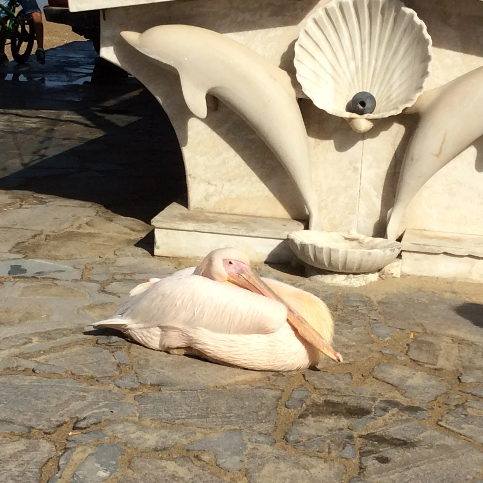 Pelican in Mykonos.JPG