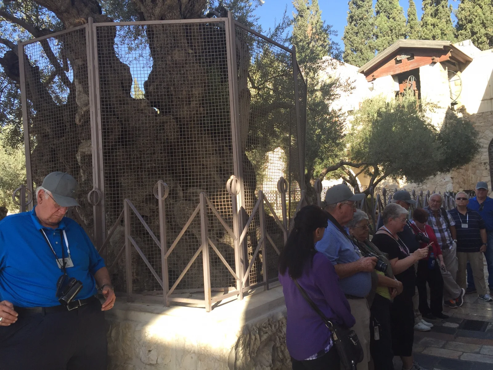 Olive Trees in The Garden of Gethsemane