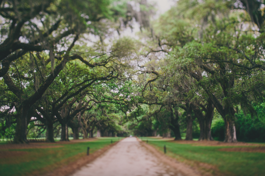 Charleston wedding at Boone Hall Plantation 