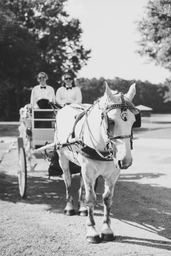 Charleston wedding Horse and Carraige Ride