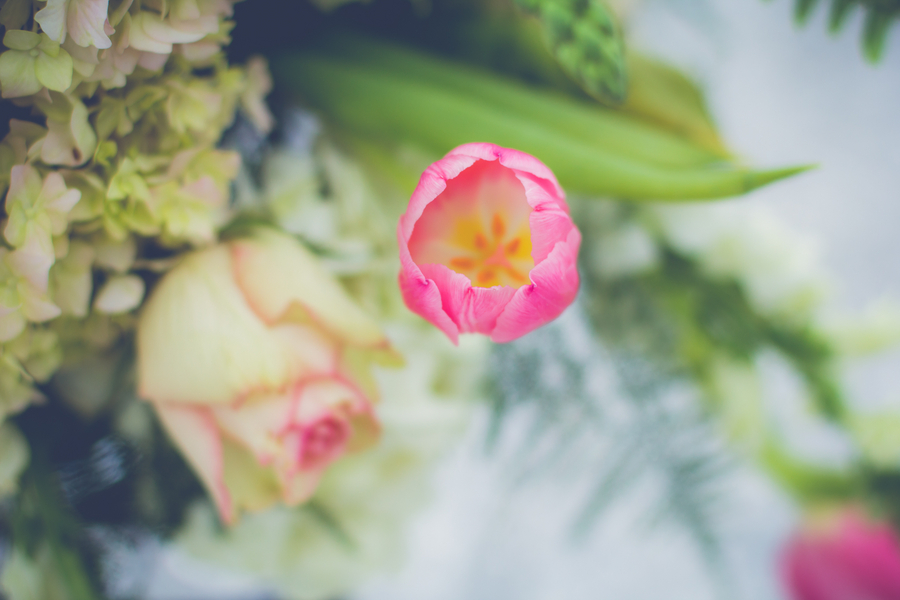 Pink tulips