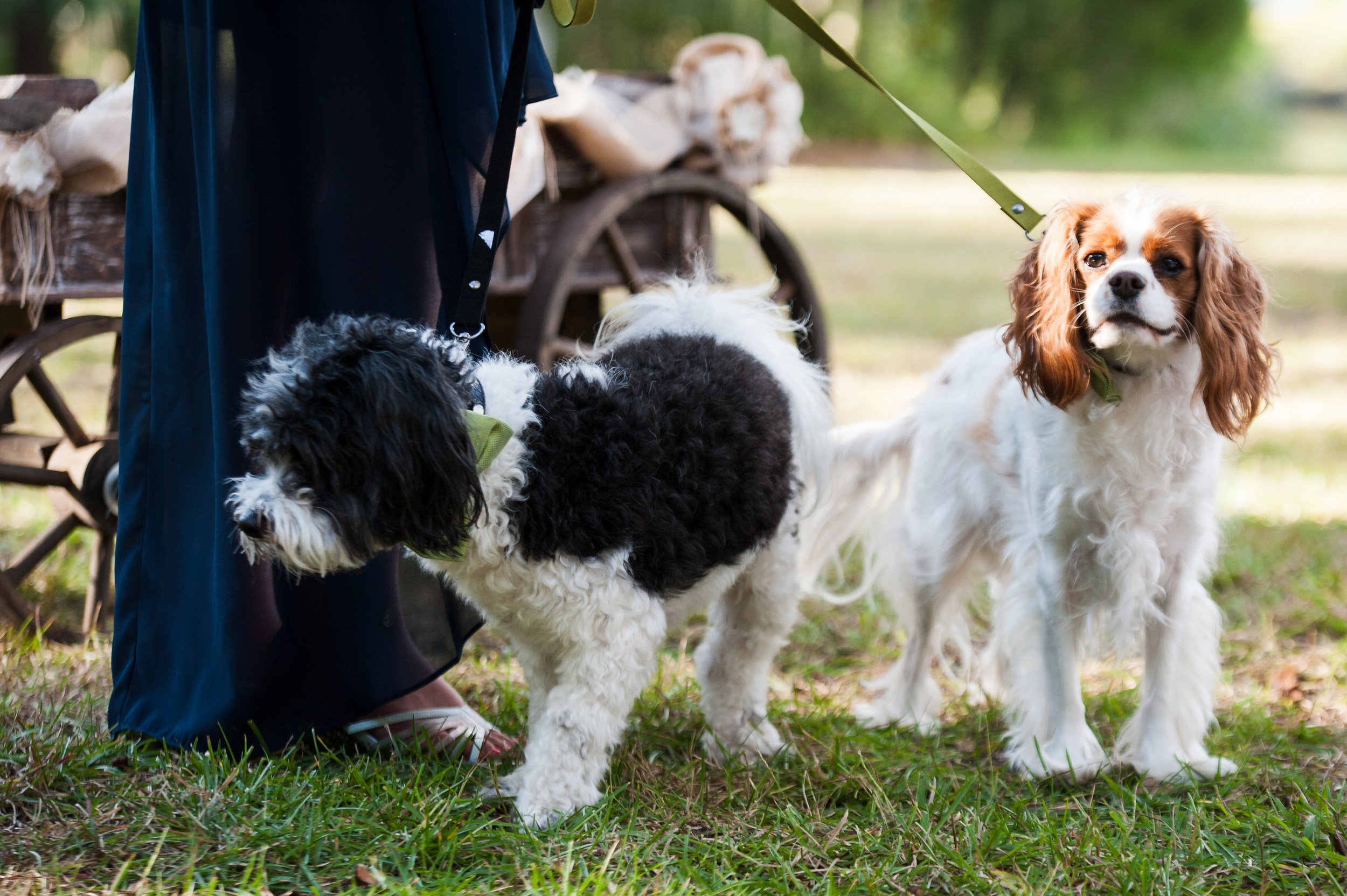 Dogs at Wedding Ceremony