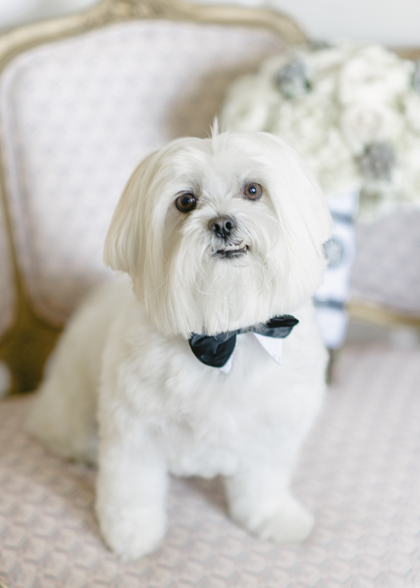 Wedding Pup in a Bow Tie