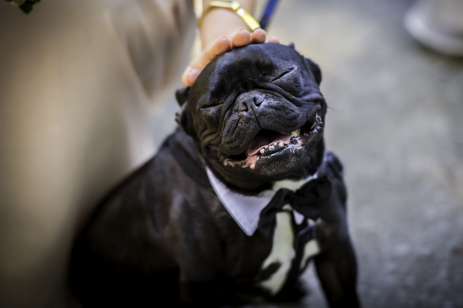Ringbearer dog at Charleston wedding