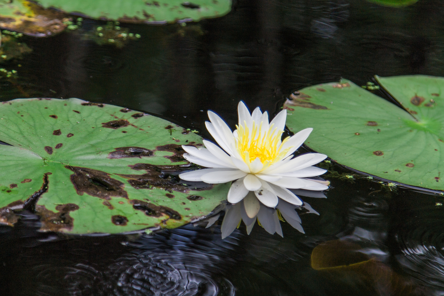 Cypress Gardens Engagement Session