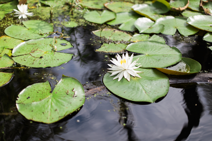 Cypress Gardens by The Click Chick Photography