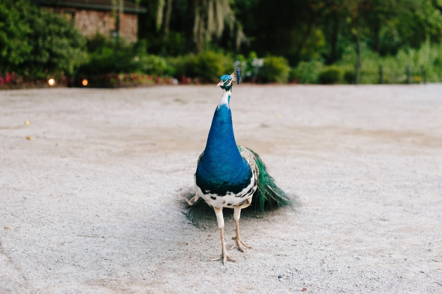 Magnolia Plantation wedding