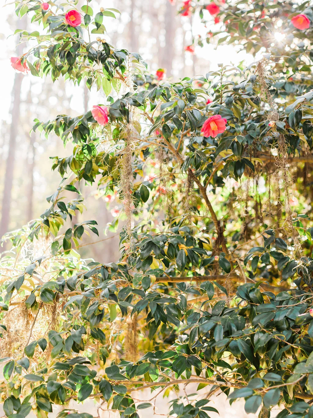 savannah-wedding-engagement-9.jpg