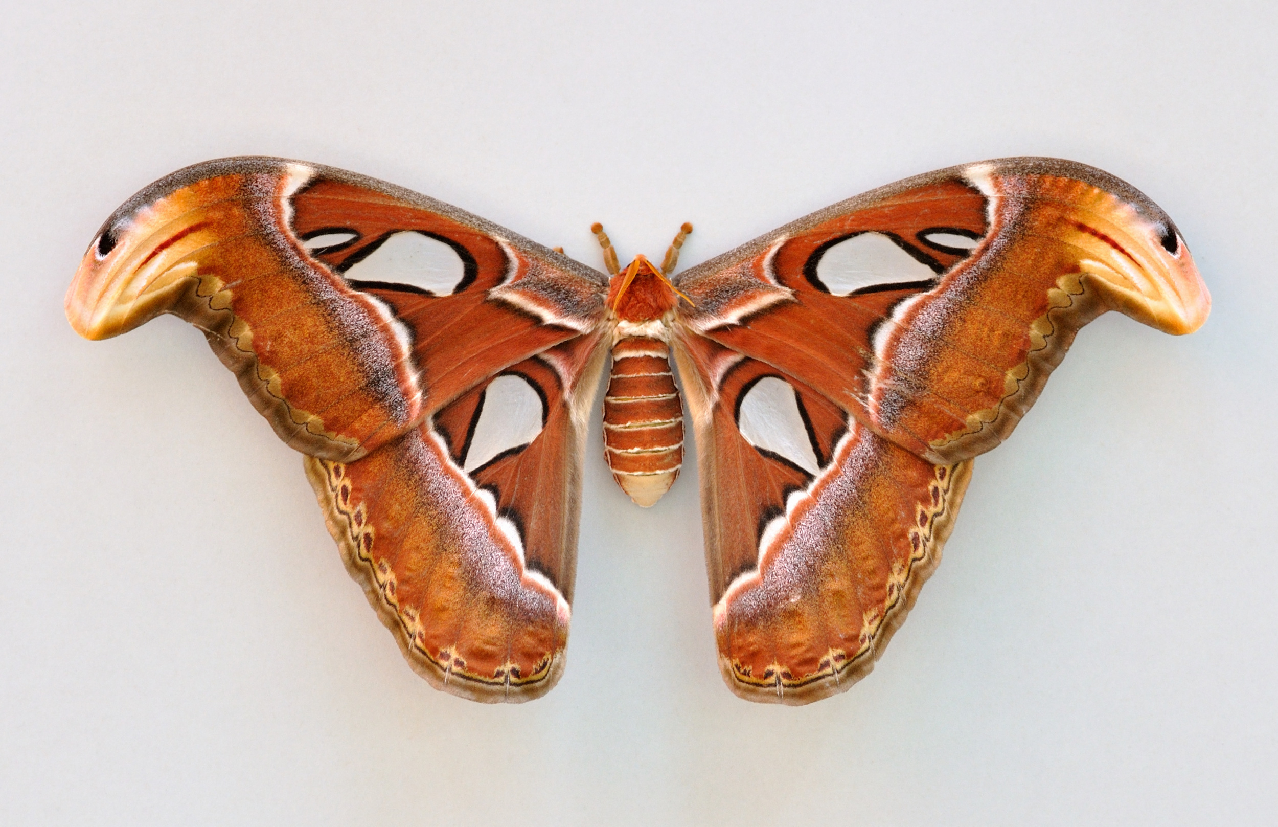 Attacus_atlas_qtl1.jpg