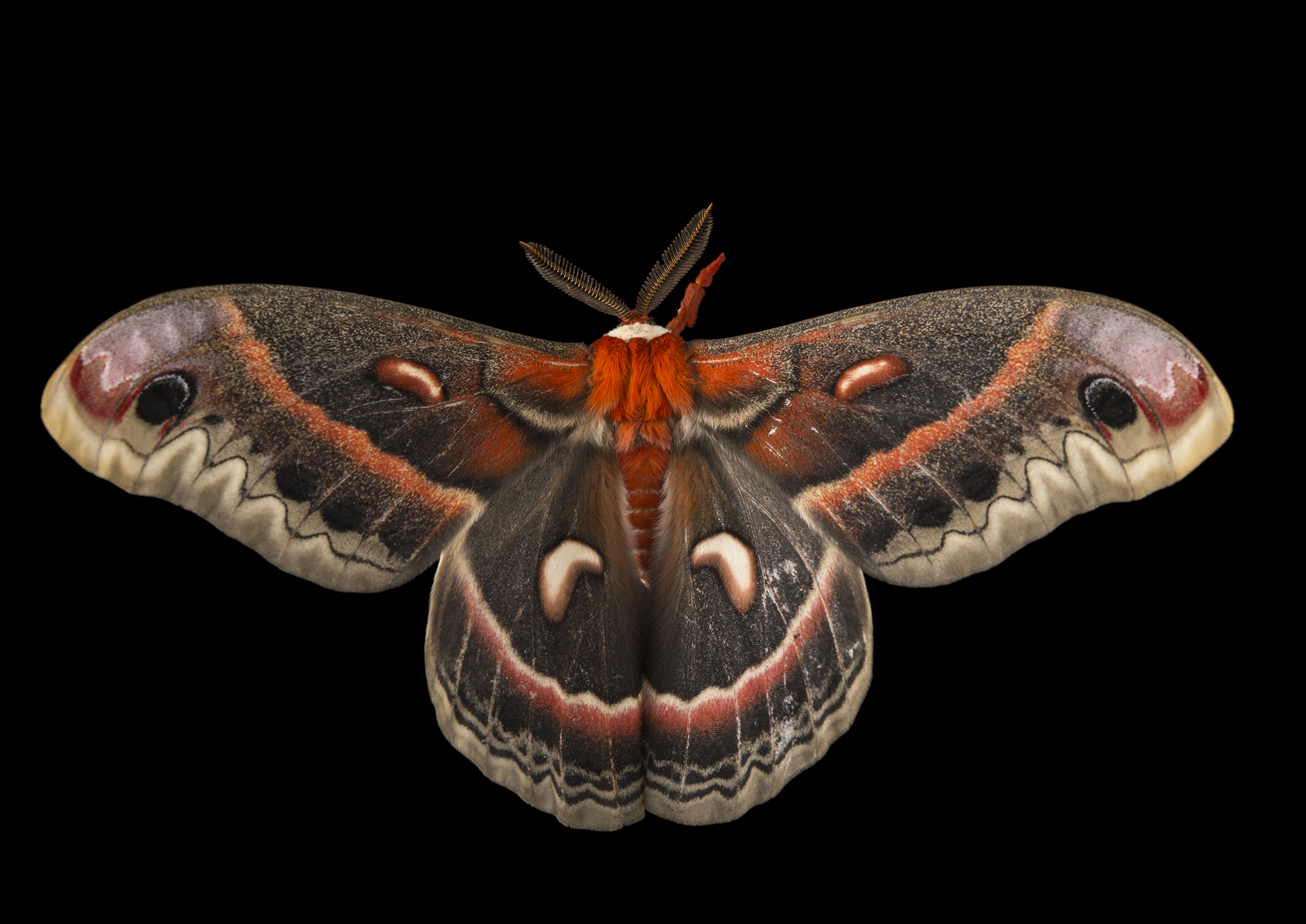 cecropia-moth-minnesota.jpg