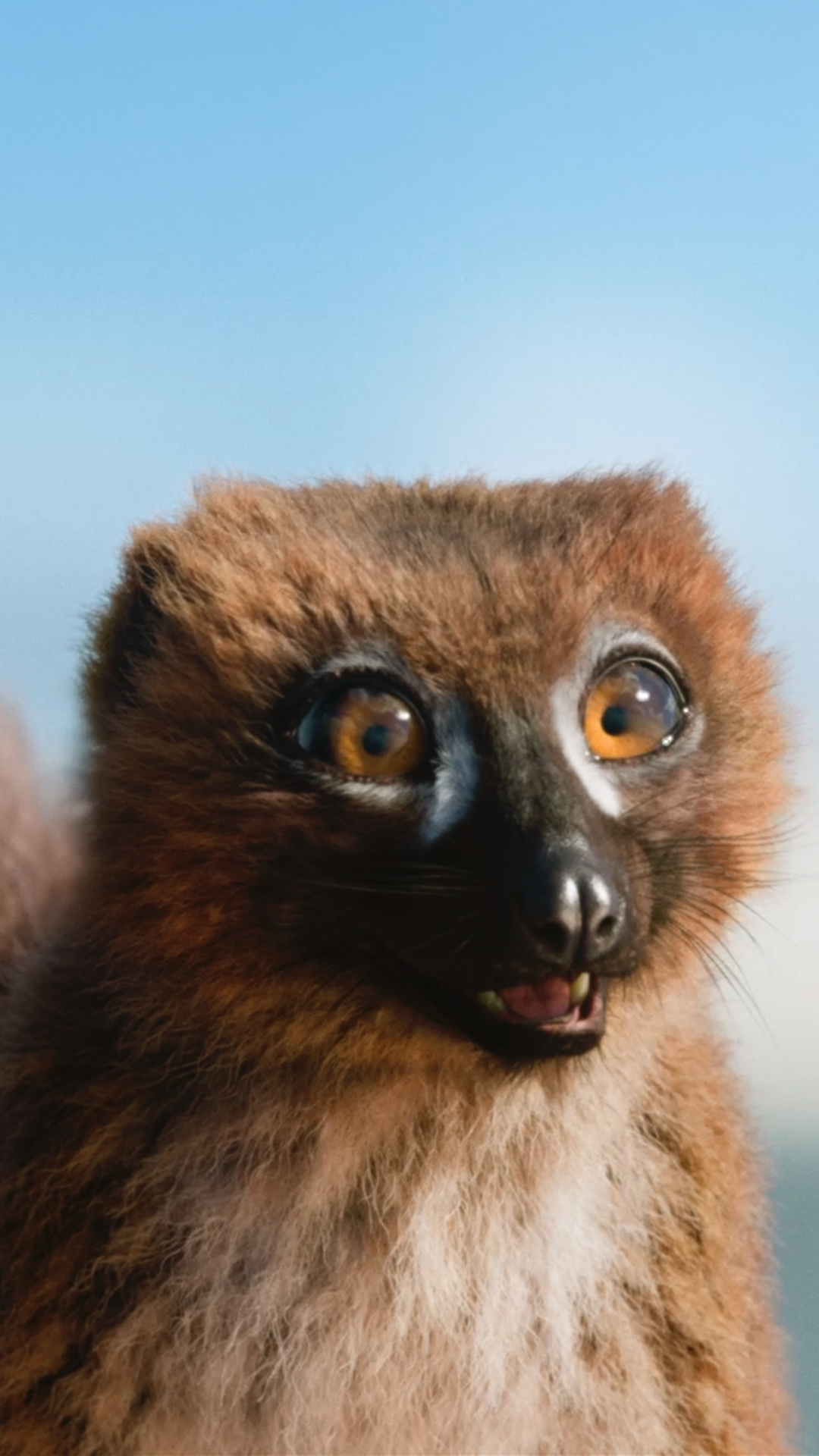 HiAIDA_Lemur_9zu16.png