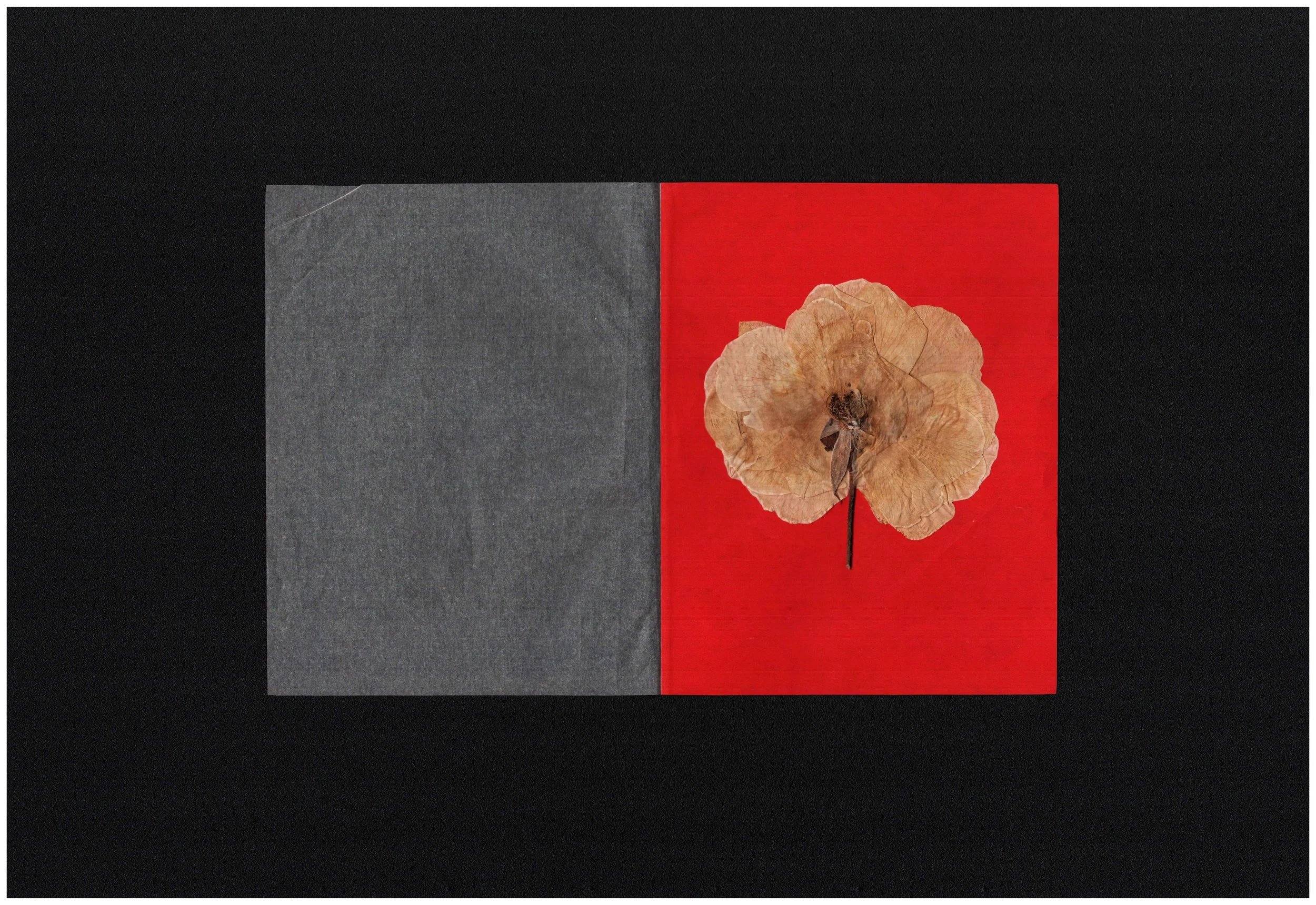 white rose on red.jpg