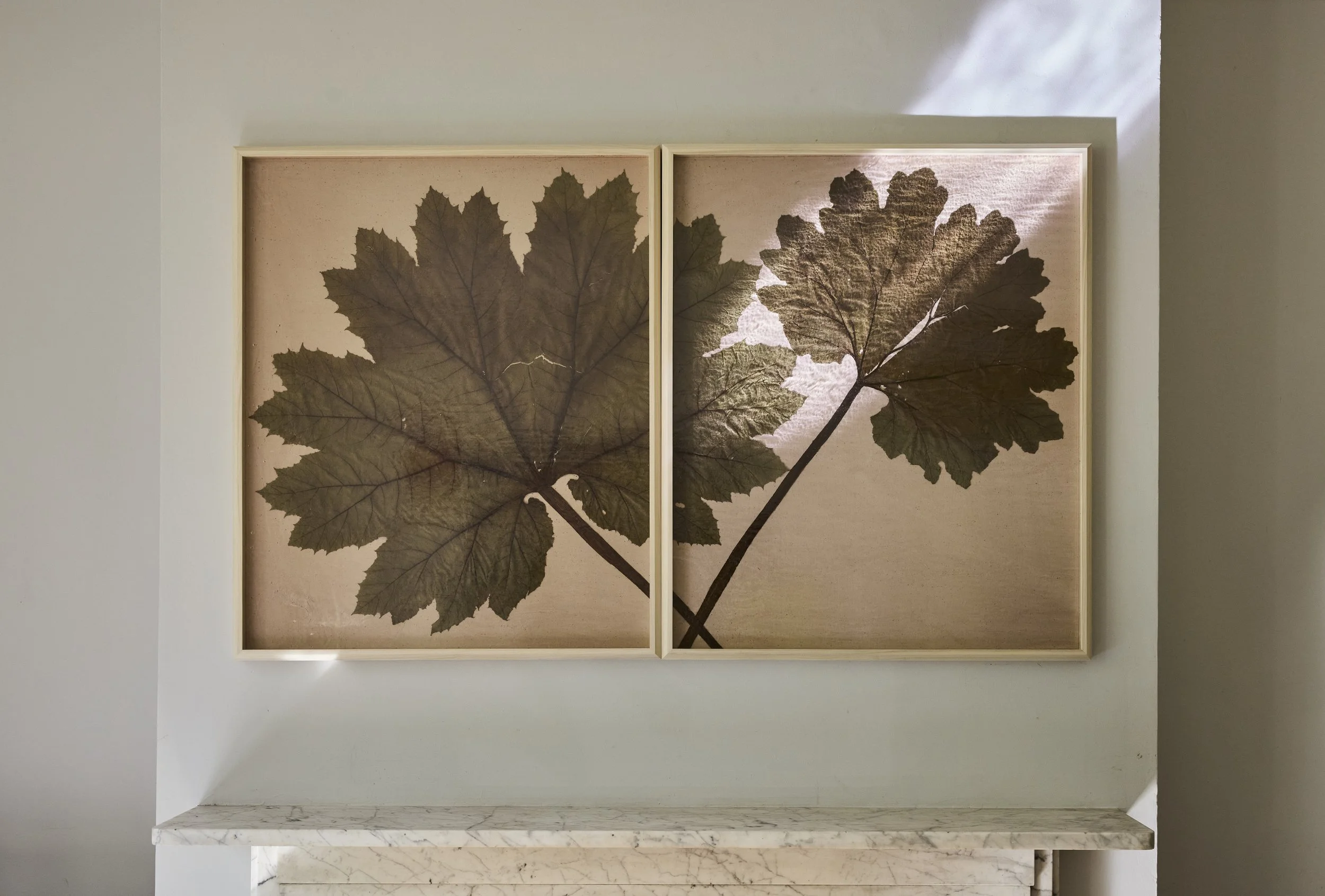 Preserved Gunnera plant 