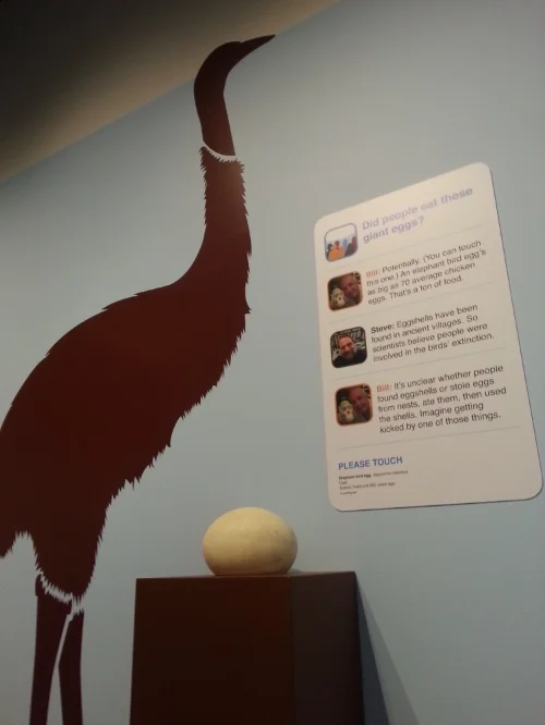 Elephant Bird Egg