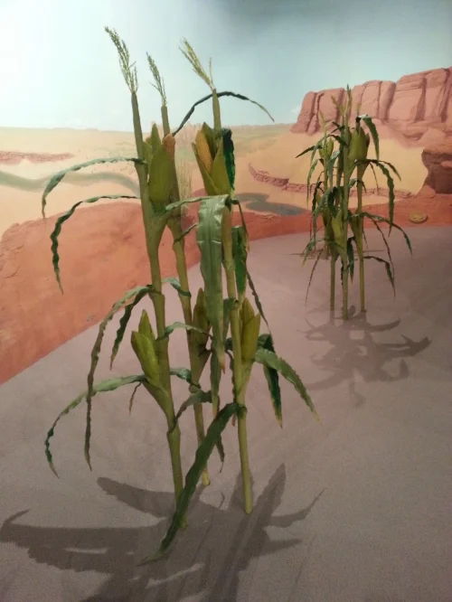 Cornstalks