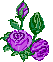 A purple rose with green leaves