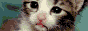 Close-up of a kitten's face, focusing on its eyes and nose