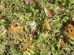 Nests in soil