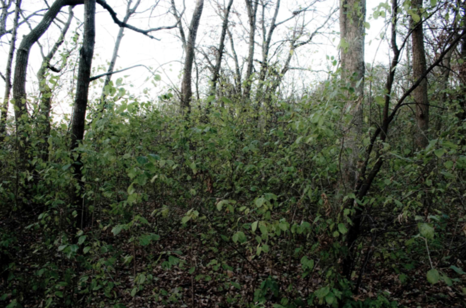 October and November are good months to identify Buckthorn, since it remains green after the other deciduous trees have dropped their leaves.