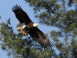 Monitoring Persistent Contaminants in Bald Eagles