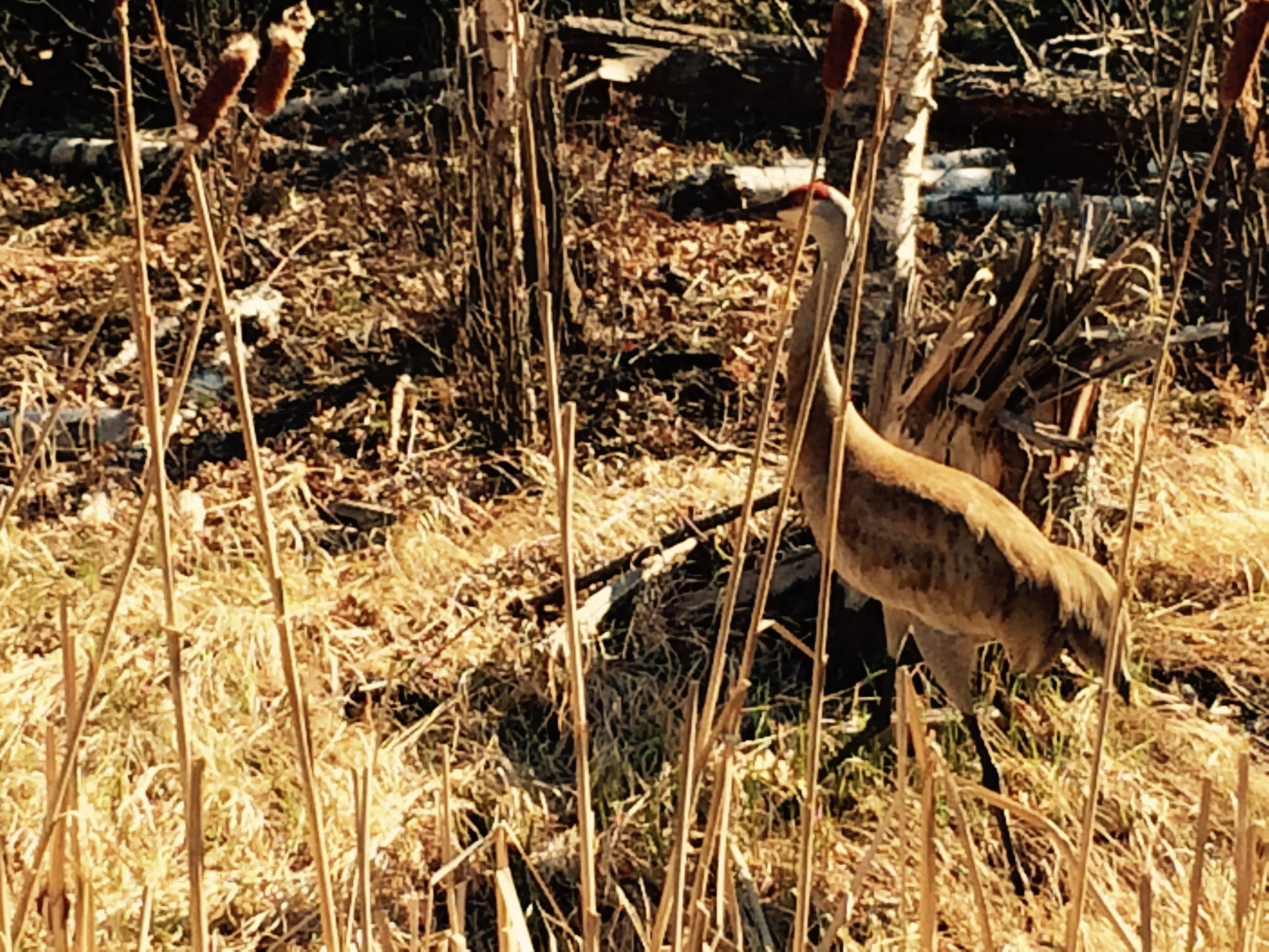 Spring on Madeline Island