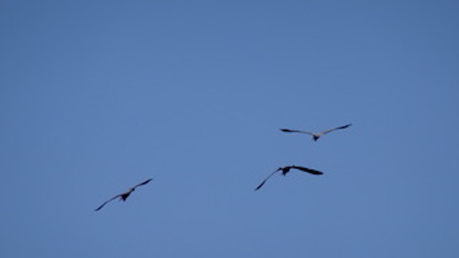  Herons Flock 