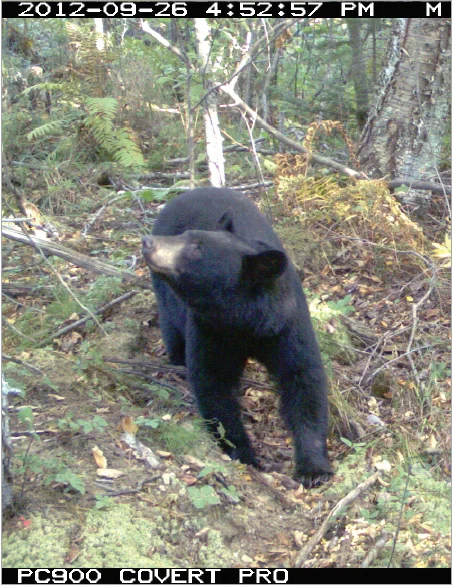 Black bear caught by a camera-trap at Big Bay State Park; Photo by Erik Olson, Northland College