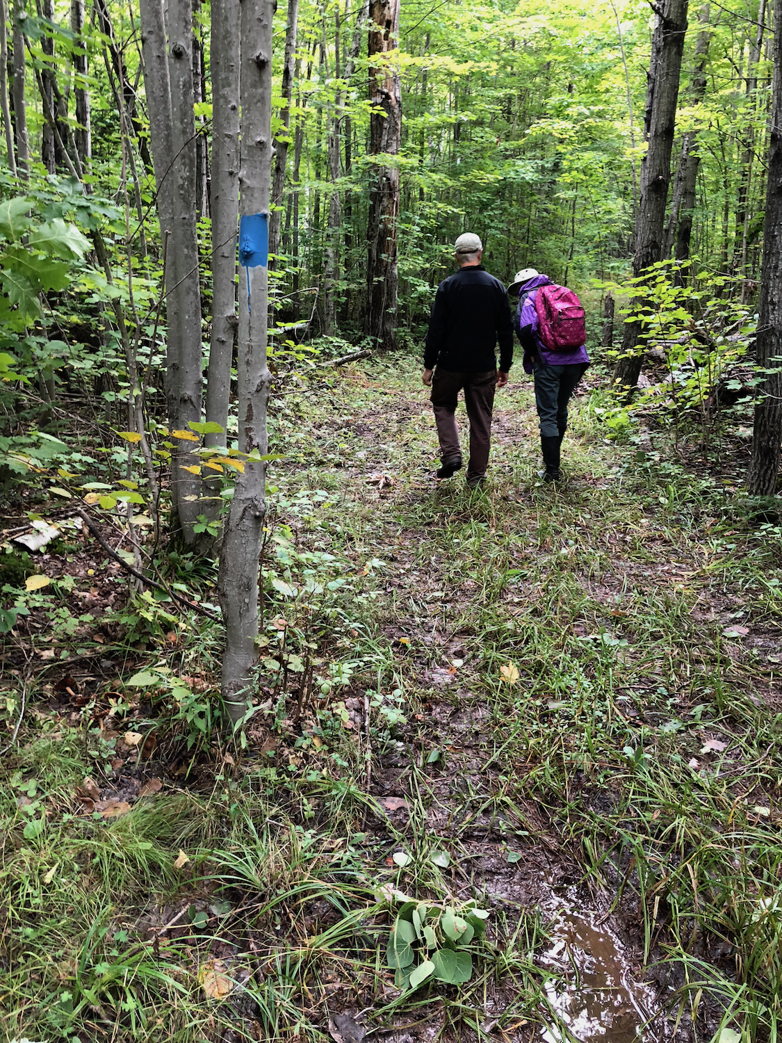 New Blazes mark the trails.
