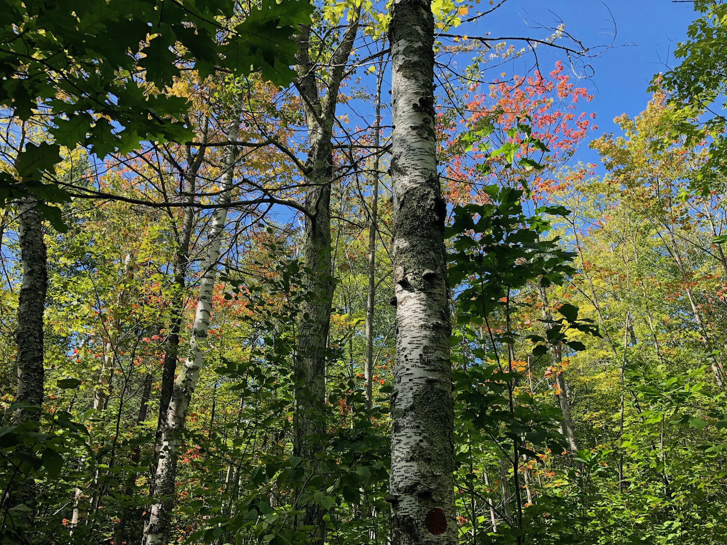Early Autumn Hike on The Burroughs Memorial Trail