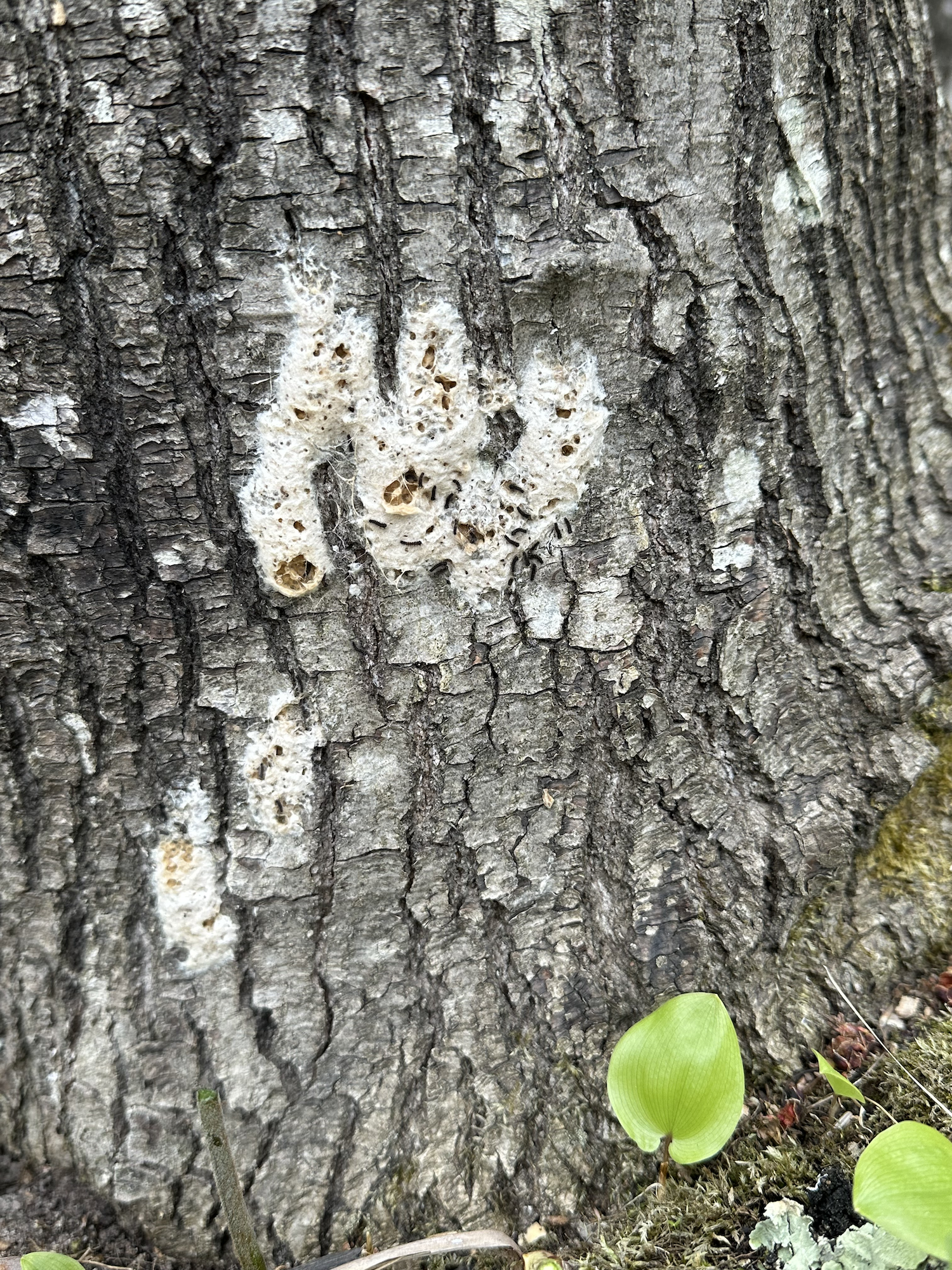 Spongy moth Caterpillars in nest.png