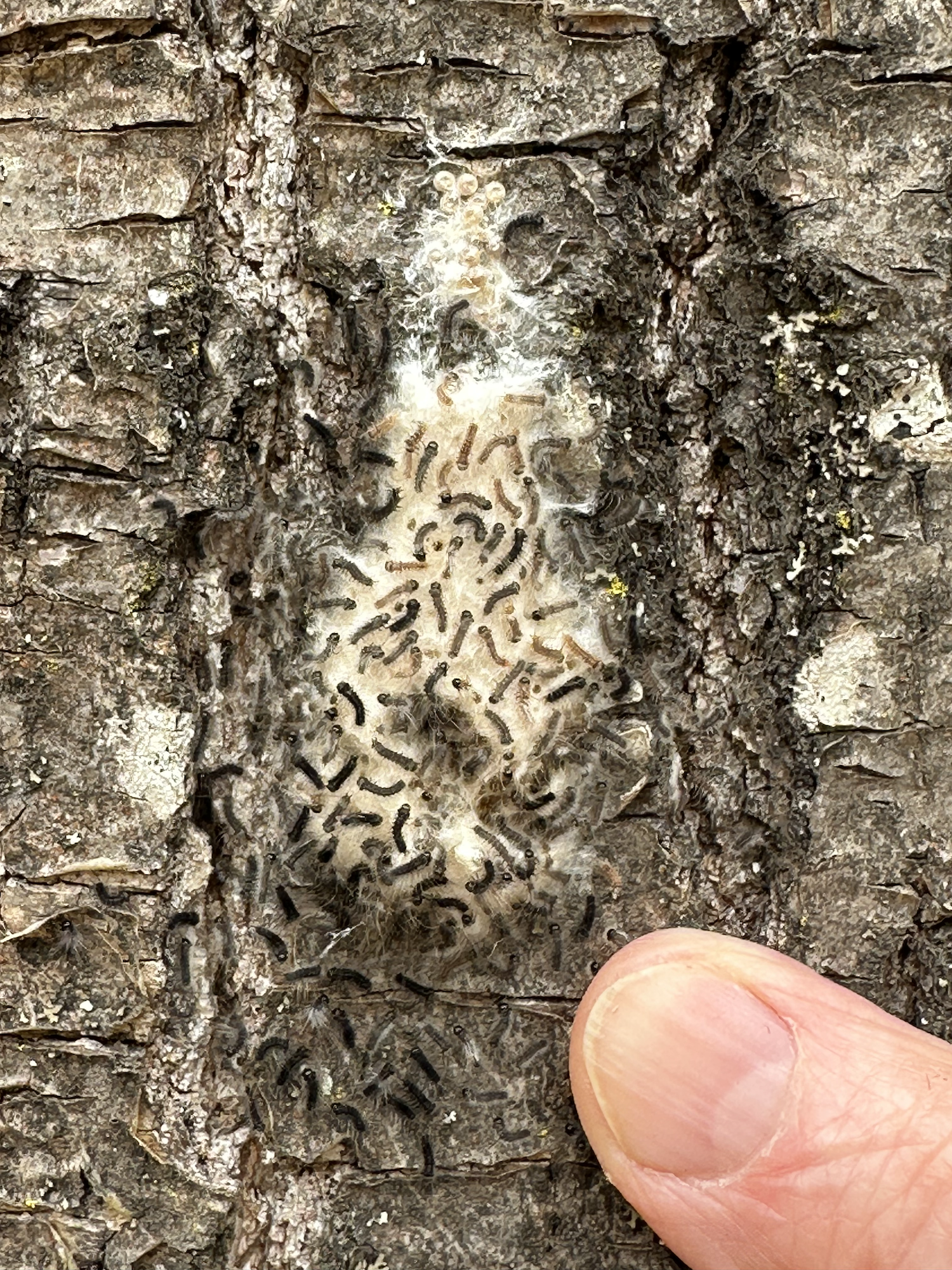 Spongy moth Caterpillars in exposed nest.png