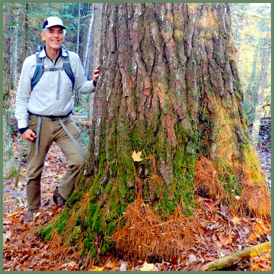 Trailside Botany:  Identification and Natural History of Northwoods Trees and Shrubs