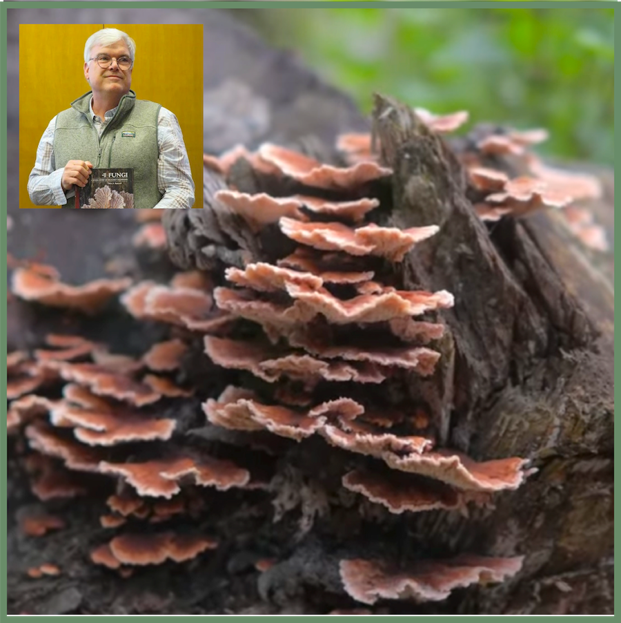 A Resilient Planet Needs Fungi Now:  The Secret Lives of Fungi