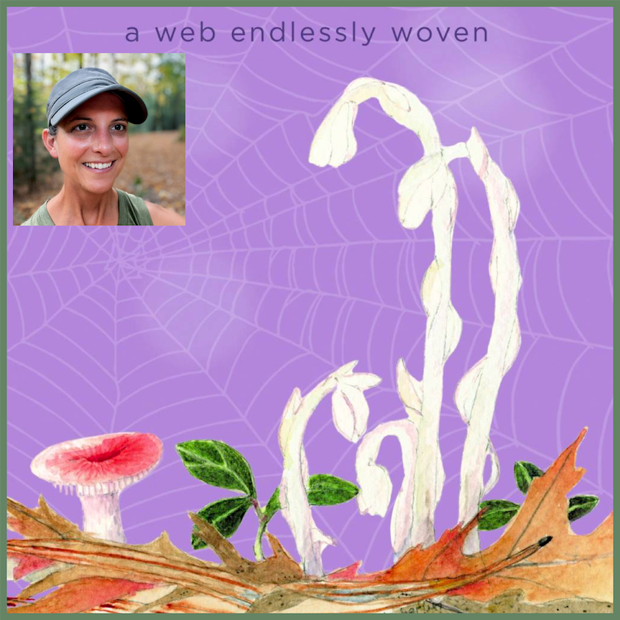 Illuminating the Web