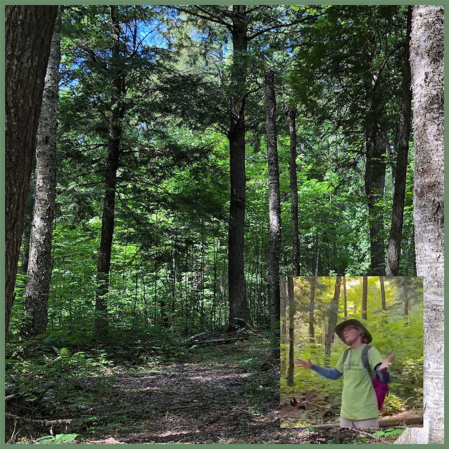 Guided Hike in the Wild Heart of Madeline