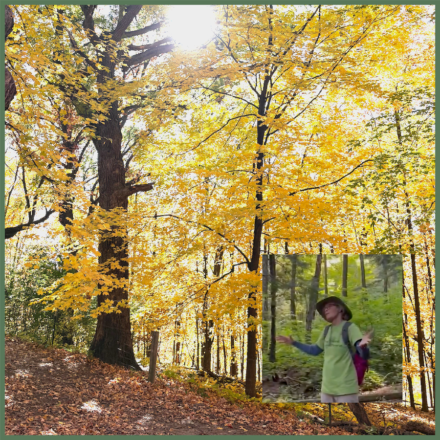 Guided Hike in the Wild Heart of Madeline