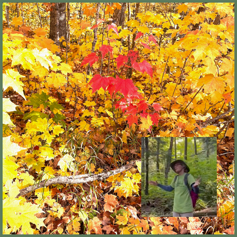 Guided Hike in the Wild Heart of Madeline