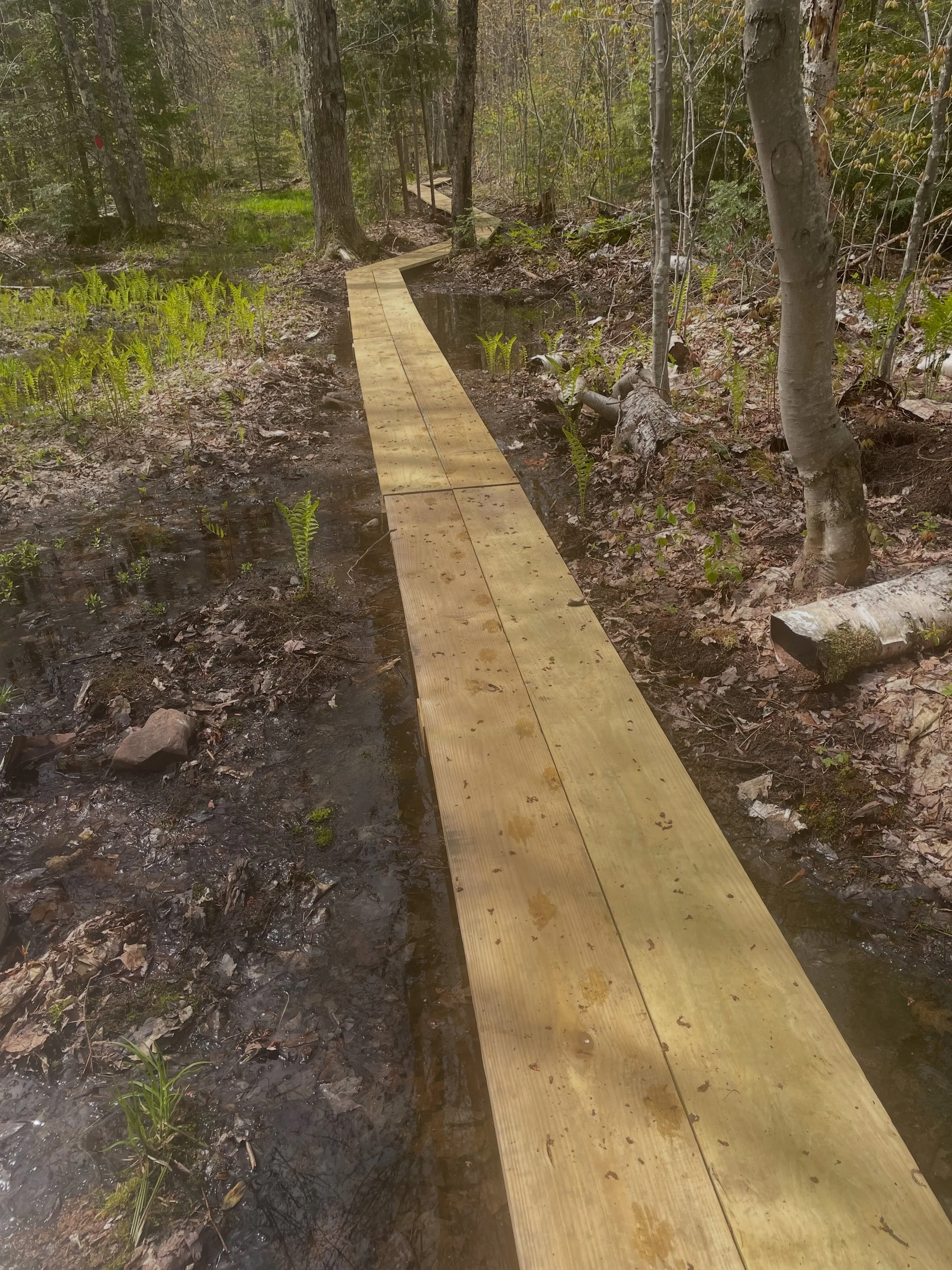 New duckboards on the north end trails on Memorial weekend. A great hike even when it&rsquo;s wet!
