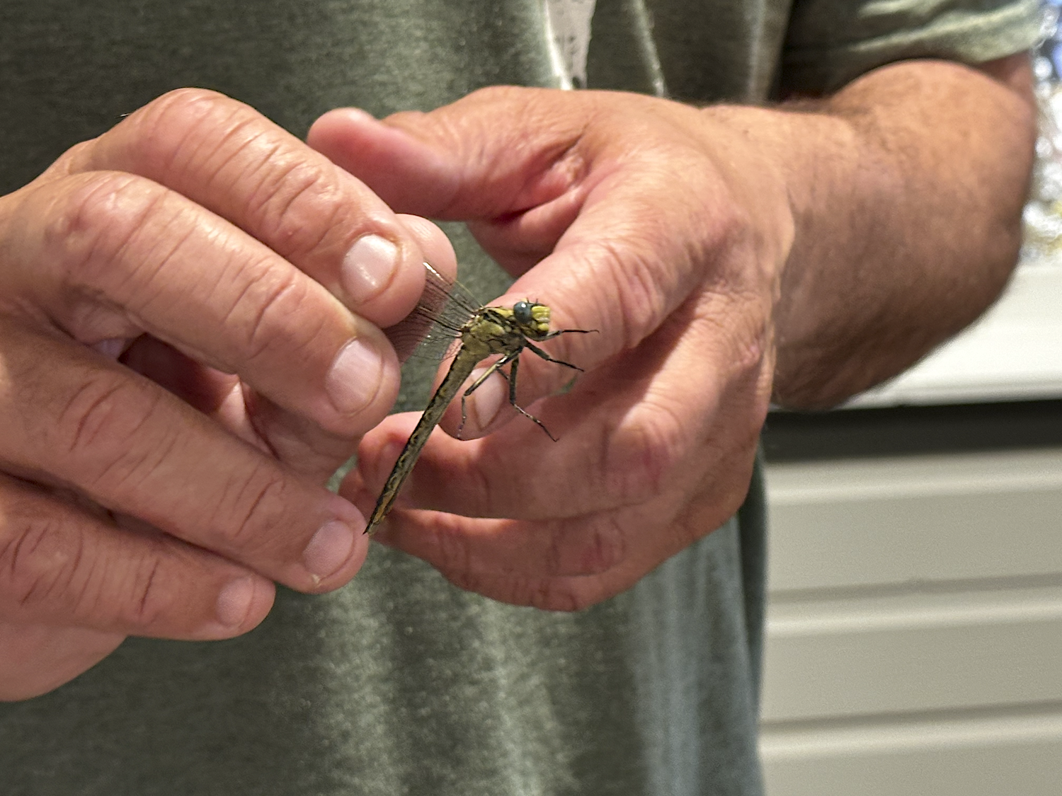 Chasing Dragons—All About Dragonflies